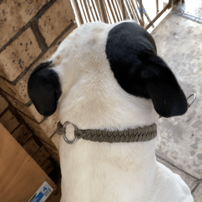 Grey Para-cord Dog Collars Back View