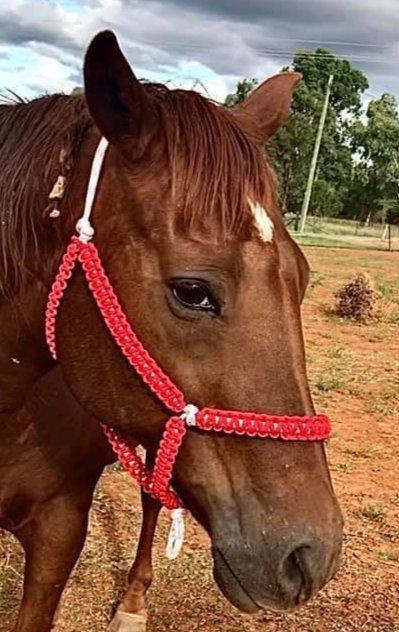 Rope Halter with Pattern - Statement Horse Tack