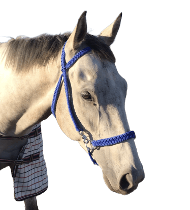 Side Pull Bridle - Statement Horse Tack